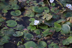Hydrocharis dubia