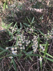 Olearia viscidula