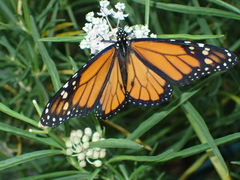 Danaus plexippus