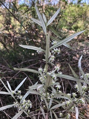 Olearia viscidula