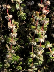 Illecebrum verticillatum