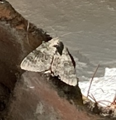 Catocala nupta