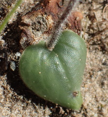 Holothrix mundii
