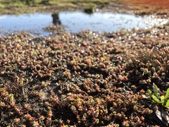 Illecebrum verticillatum