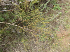 Thesium spicatum