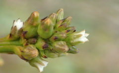 Thesium spicatum