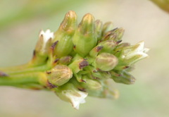 Thesium spicatum