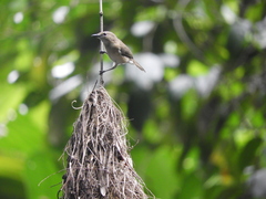 Gerygone magnirostris