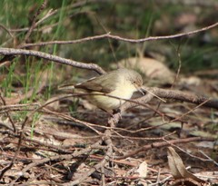 Acanthiza inornata