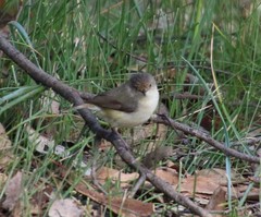Acanthiza inornata