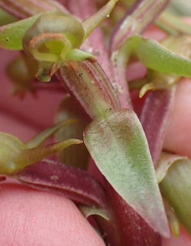 Image of Satyrium parviflorum by (c) Nicola van Berkel, some rights reserved (CC BY-SA)