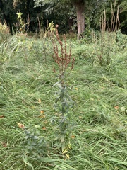 Tracheophyta