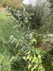Salix