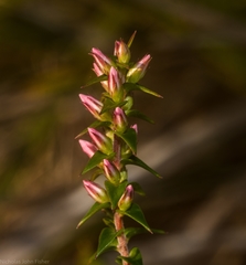 Epacris pulchella