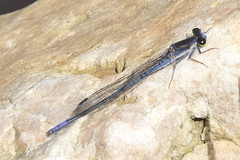 Pseudagrion draconis