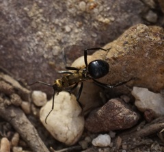 Polyrhachis semiaurata