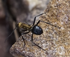 Polyrhachis semiaurata