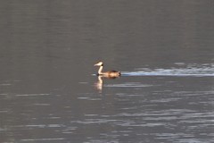 Podiceps cristatus