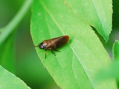 Eoscarta assimilis