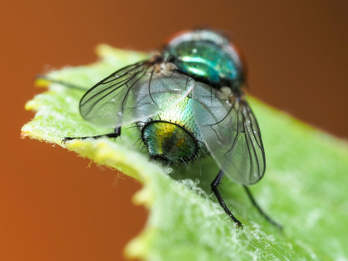 Common European Greenbottle Fly, photo 7 of 9