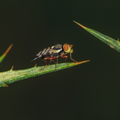 Otitini