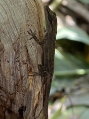 Anolis wellbornae