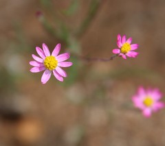 Rhodanthe manglesii