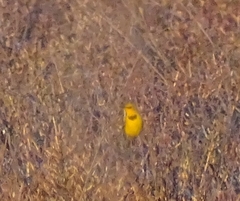 Epthianura crocea