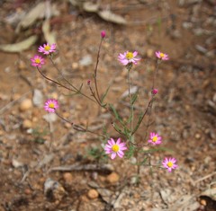 Rhodanthe manglesii