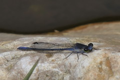 Pseudagrion draconis