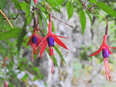 Fuchsia magellanica