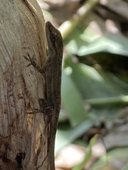 Anolis wellbornae
