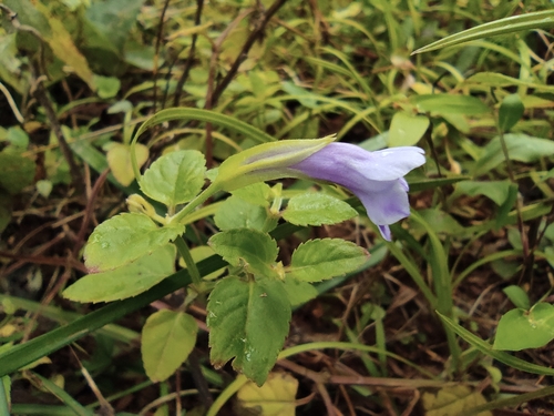 Torenia asiatica iNat (3)