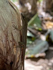 Anolis wellbornae