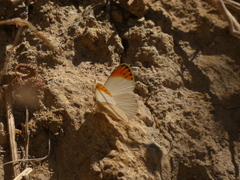 Colotis evagore