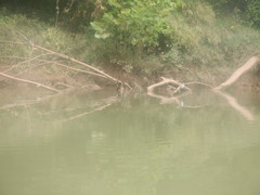 Graptemys geographica