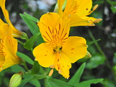Alstroemeria aurea