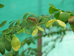 Paradasynus rostratus