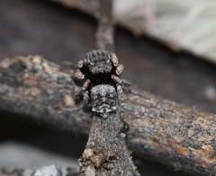 Maratus vespertilio