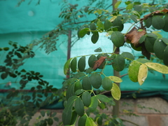 Paradasynus rostratus