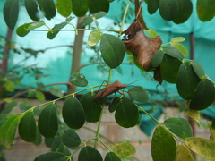 Paradasynus rostratus