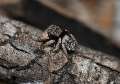 Maratus vespertilio