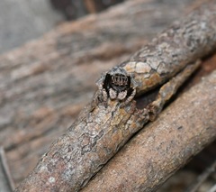 Maratus vespertilio