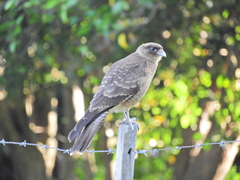 Daptrius chimango