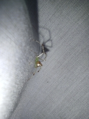 Thwaitesia bracteata