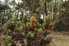 Hakea victoria