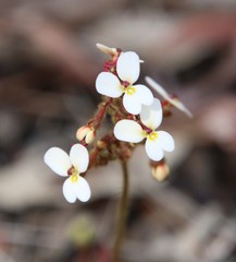 Stylidium hispidum
