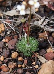 Stylidium hispidum