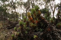 Hakea victoria