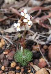 Stylidium hispidum